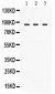 Anti-TAP1 Picoband Antibody