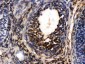 Anti-TCP1 Alpha Picoband Antibody