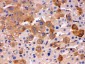 Anti-Transferrin Picoband Antibody