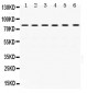 Anti-TRAP1 Picoband Antibody