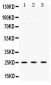 Anti-PGP9.5 Picoband Antibody