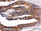 Anti-RENT1/hUPF1 Picoband Antibody