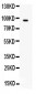 Anti-BCAR3 Picoband Antibody