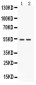 Anti-CD14 Picoband Antibody