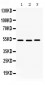 Anti-Cdc25C Picoband Antibody