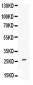 Anti-CNTF Picoband Antibody