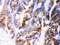 Anti-Cathepsin D Picoband Antibody