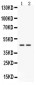 Anti-Cathepsin K Picoband Antibody