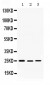 Anti-Diablo/SMAC Picoband™  Antibody