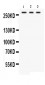 Anti-FASN Picoband Antibody