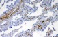 Anti-VEGFD Picoband Antibody