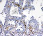 Anti-VEGFD Picoband Antibody