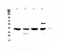 Anti-VEGFD Picoband Antibody