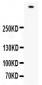 Anti-Filaggrin Picoband Antibody