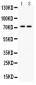 Anti-MDMX Picoband Antibody