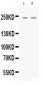 Anti-Nestin Picoband Antibody