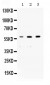 Anti-nmt55/p54nrb Picoband Antibody