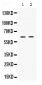 Anti-PAK3 Picoband Antibody