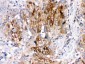 Anti-DARPP32 Picoband Antibody