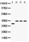 Anti-DARPP32 Picoband Antibody