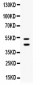 Anti-EPCR Picoband Antibody