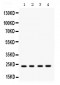 Anti-Rab9 Picoband Antibody