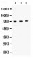 Anti-RPA70 Picoband Antibody