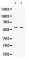 Anti-SKAP55 Picoband Antibody