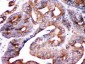 Anti-SPTLC1 Picoband Antibody
