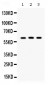 Anti-Staufen Picoband Antibody