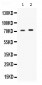 Anti-STIP1 Picoband Antibody