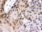 Anti-TCF7L1 Picoband Antibody