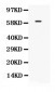 Anti-TCF7L1 Picoband Antibody