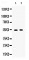 Anti-TNFRSF4/OX40 Picoband Antibody