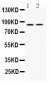 Anti-UHRF1 Picoband Antibody