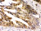 Anti-NIRF Picoband Antibody