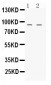 Anti-NIRF Picoband Antibody