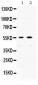 Anti-XRCC4 Picoband Antibody