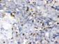Anti-ABL2 Picoband Antibody