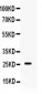 Anti-APOA1 Picoband Antibody