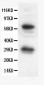 Anti-Bcl-X Picoband Antibody