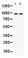 Anti-Caldesmon Picoband Antibody