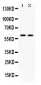 Anti-CCT3 Picoband Antibody