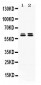 Anti-TCP1 epsilon Picoband Antibody