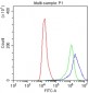 Anti-TNFRSF7/CD27 Picoband Antibody