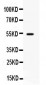 Anti-TNFRSF7/CD27 Picoband Antibody