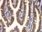 Anti-CDCP1 Picoband Antibody