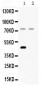 Anti-Factor I Picoband Antibody