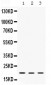 Anti-Alpha A Crystallin Picoband Antibody