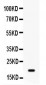 Anti-GADD45A Picoband Antibody